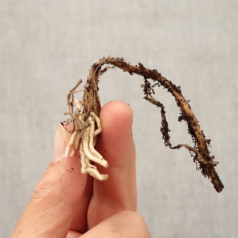 Allium cyathophorum var. farreri Bulb size I sample as delivered in autumn