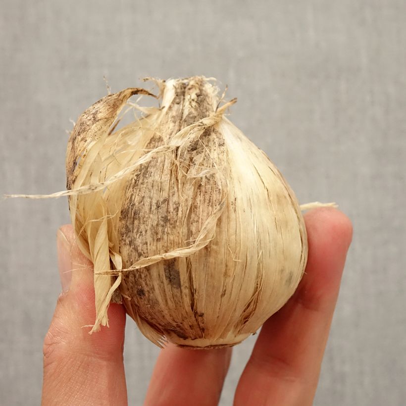 Allium giganteum Bulb size 20+ sample as delivered in autumn