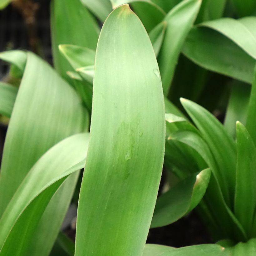 Allium giganteum (Foliage)
