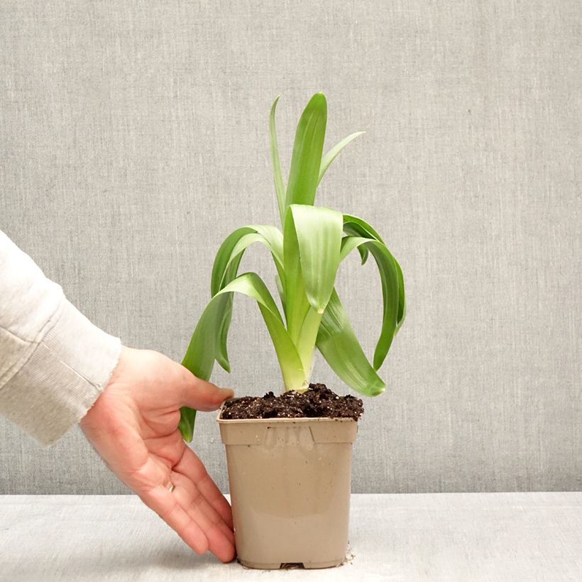 Allium giganteum 12cm pot size 20+ sample as delivered in spring