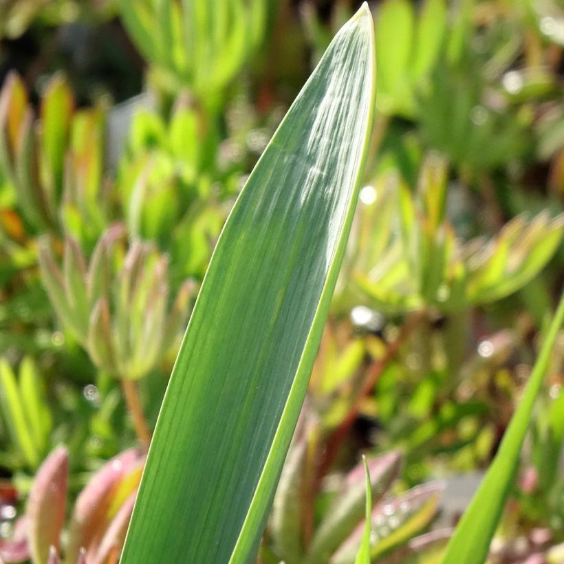 Allium Gladiator (Foliage)