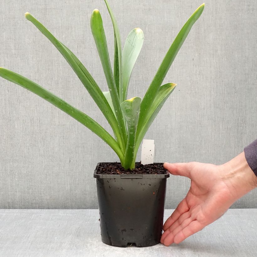 Allium Gladiator 2L/3L pot size 18 sample as delivered in spring