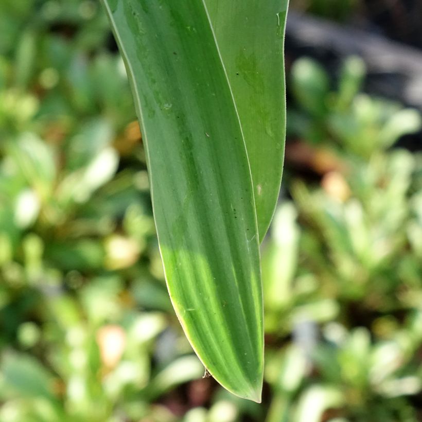 Allium Globemaster (Foliage)