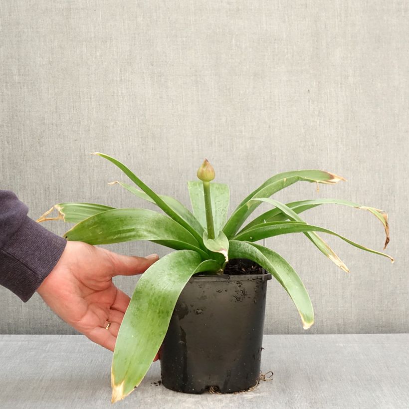 Allium Globemaster 2L/3L pot sample as delivered in spring