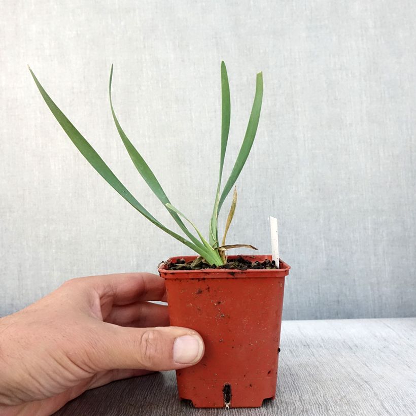 Allium Lavender Bubbles 8/9 cm pot sample as delivered in autumn