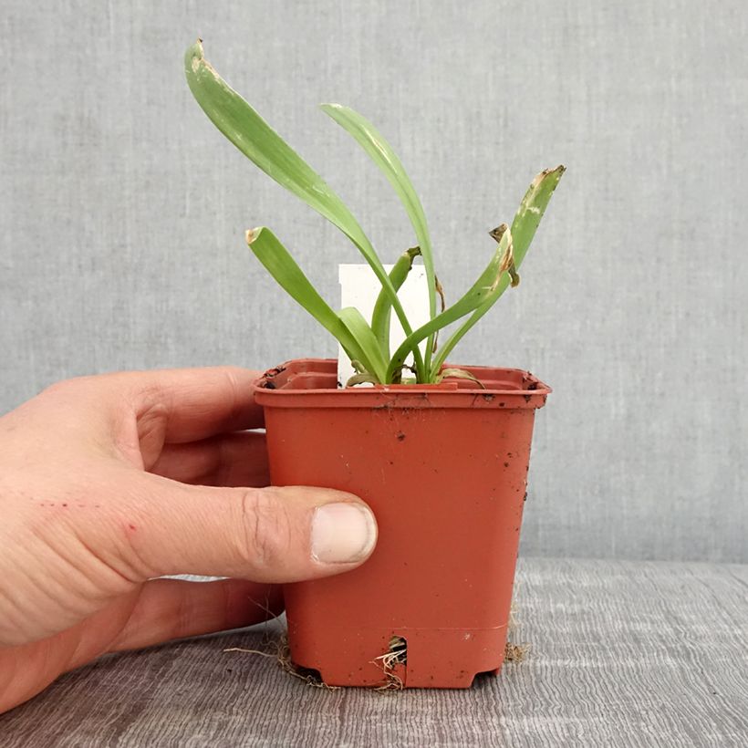 Allium Lavender Bubbles 8/9 cm pot sample as delivered in spring