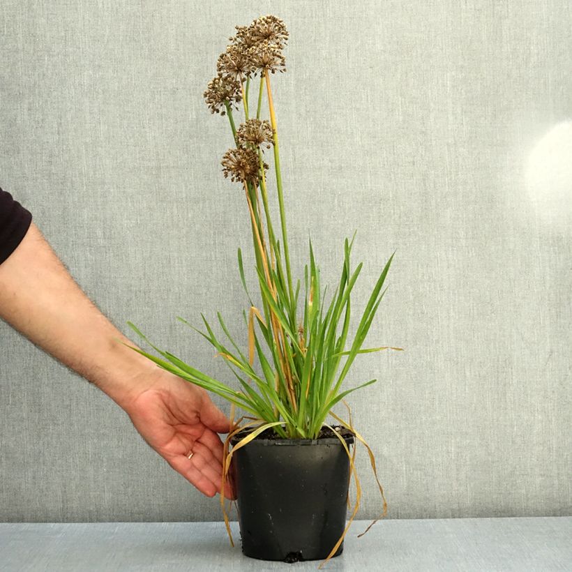 Allium Lavender Bubbles 2L/3L pot sample as delivered in autumn