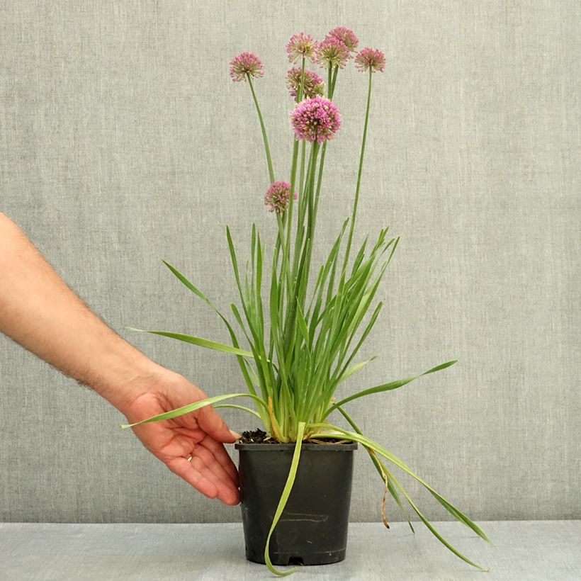 Allium Lavender Bubbles 2L/3L pot sample as delivered in summer