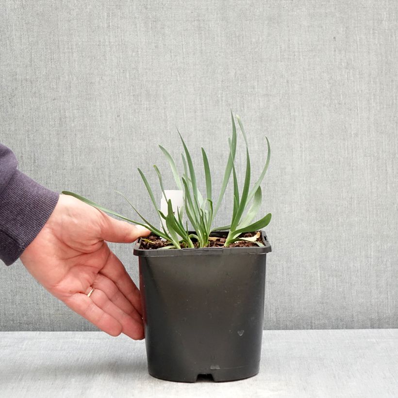 Allium Lavender Bubbles 2L/3L pot sample as delivered in spring