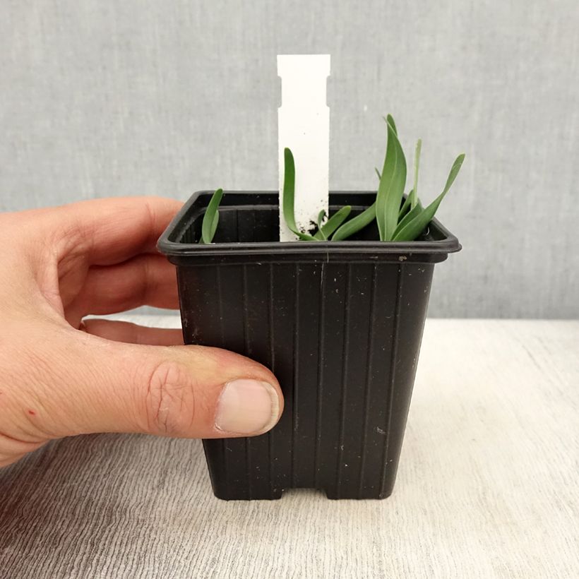 Allium x cultorum Little Sapphire 8/9 cm pot sample as delivered in spring