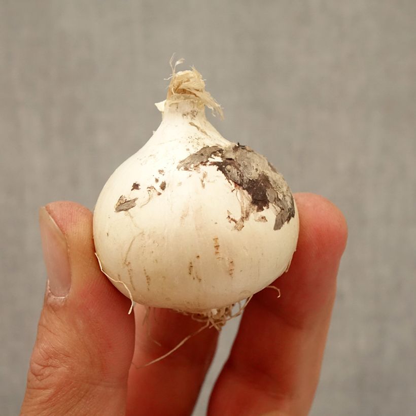 Allium schubertii Magic  Bulb size 10+ sample as delivered in autumn