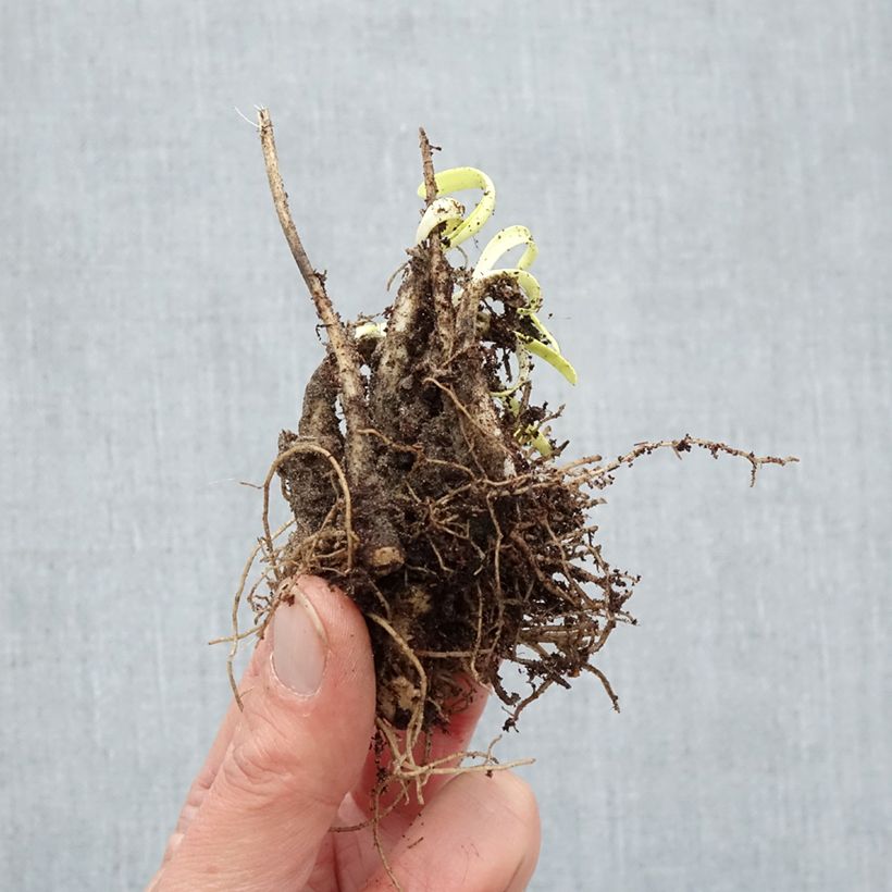 Allium Millenium Bare root sample as delivered in winter