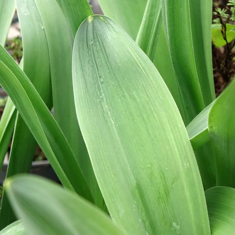 Allium stipitatum Mount Everest (Foliage)