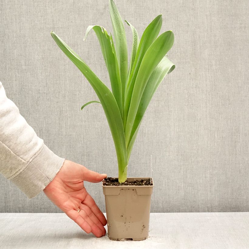 Allium stipitatum Mount Everest 12cm pot size 18/20 sample as delivered in spring