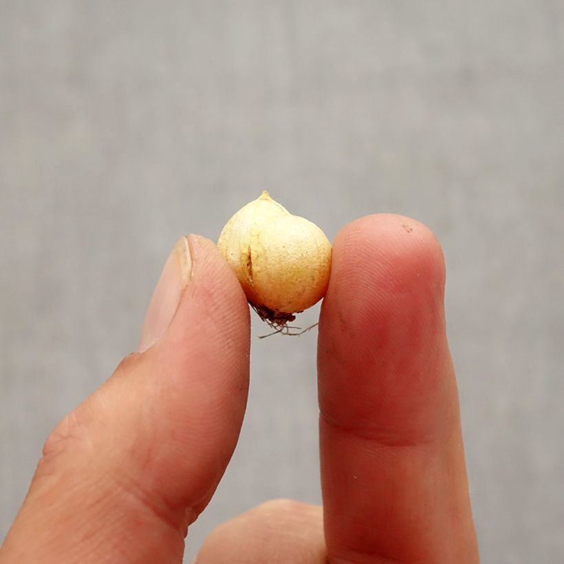 Allium neapolitanum Groupe Cowanii Bulb size 5+ sample as delivered in autumn