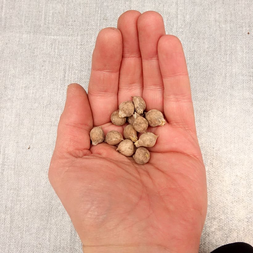 Allium oreophilum Bulb size 3 sample as delivered in spring