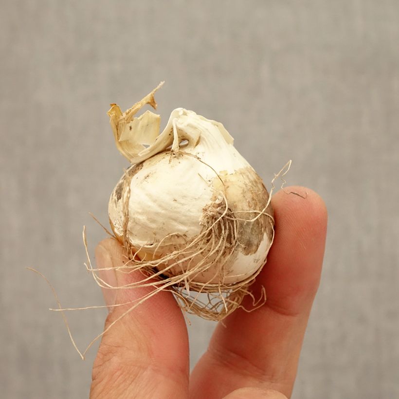 Allium Ostara Bulb size 12+ sample as delivered in autumn