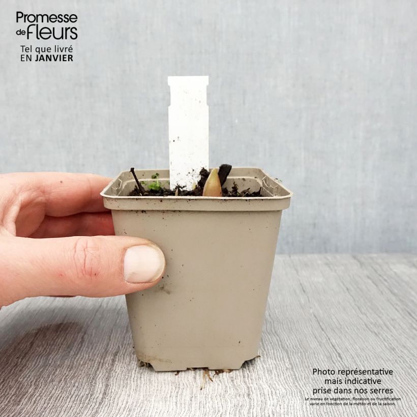 Allium Ostara 8/9 cm pot sample as delivered in winter