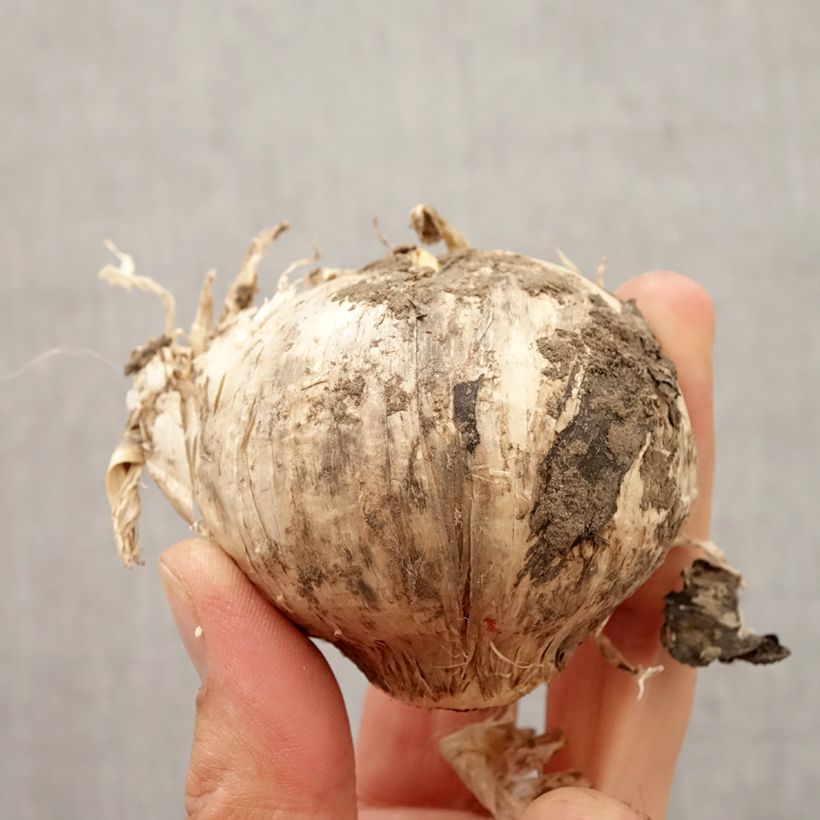Allium Pinball Wizard Bulb size 20+ sample as delivered in autumn
