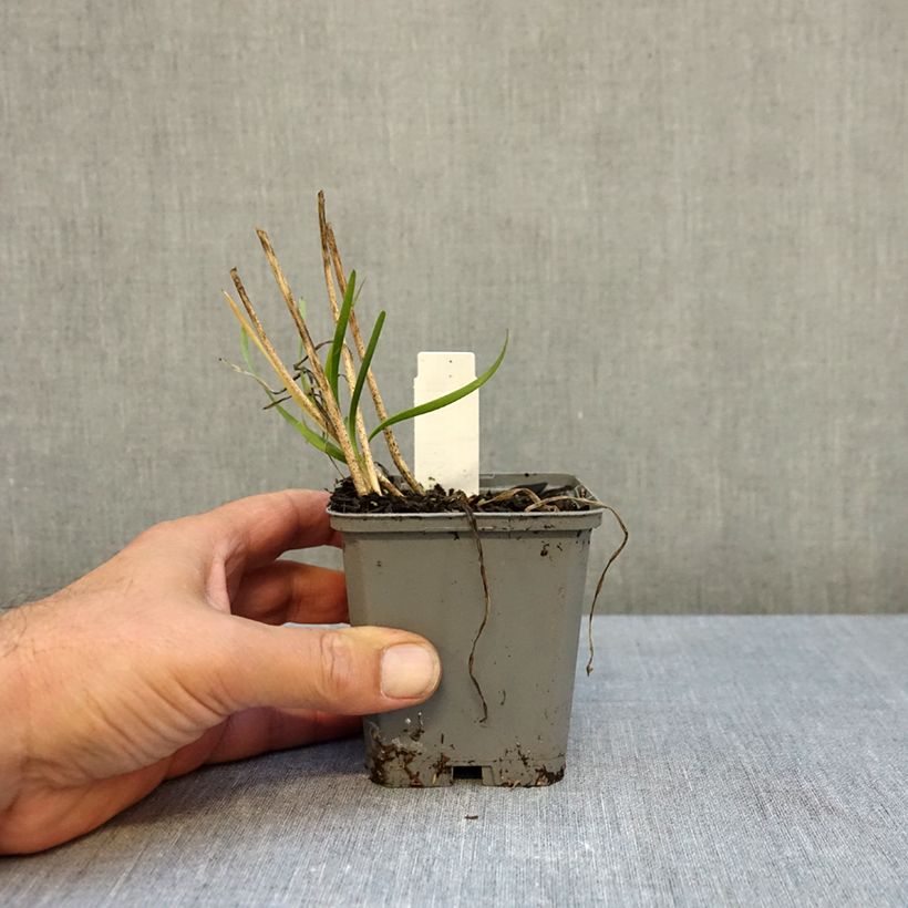 Allium senescens In Orbit 8/9 cm pot size I sample as delivered in autumn