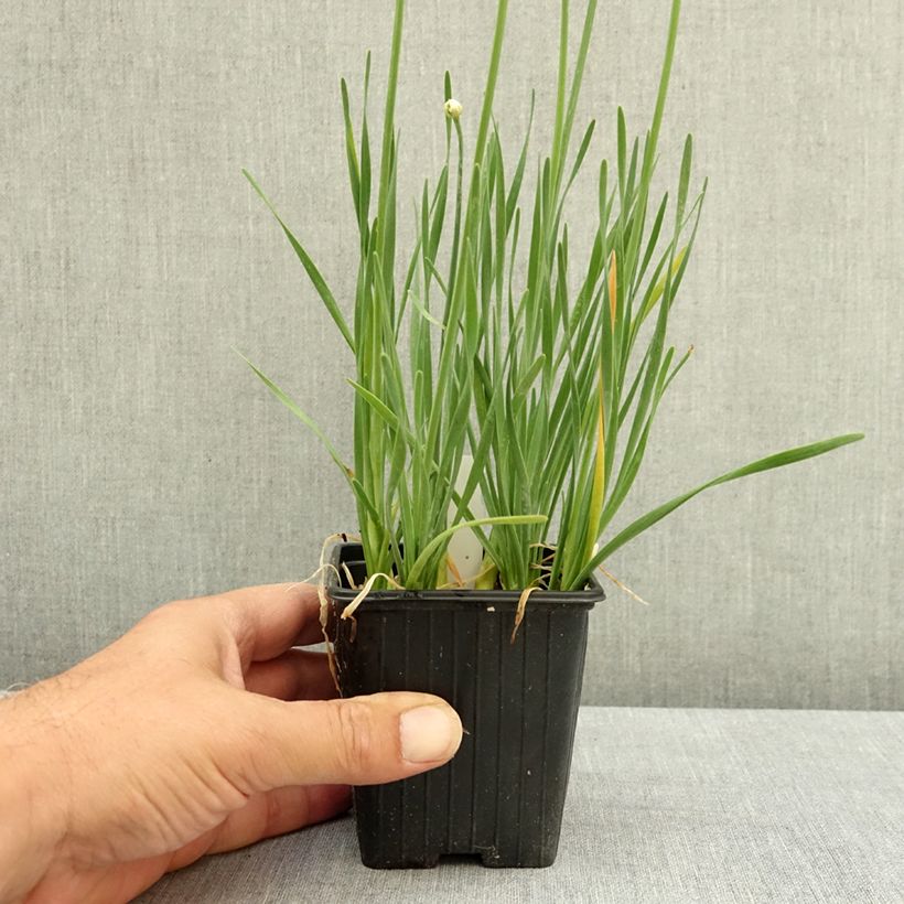 Allium senescens Lisa Blue 8/9 cm pot size I sample as delivered in summer