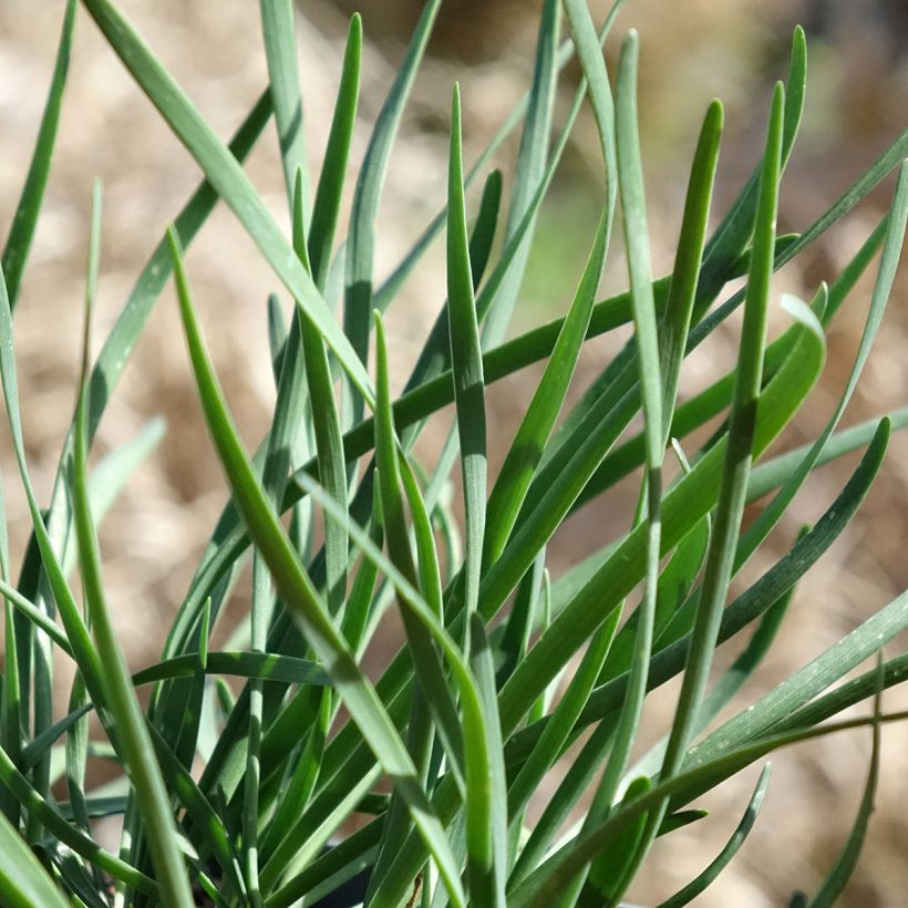 Allium senescens Lisa Blue (Foliage)