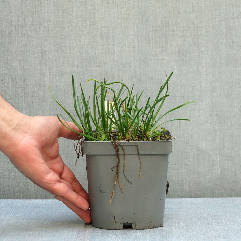 Allium senescens Lisa Blue 2L/3L pot sample as delivered in autumn