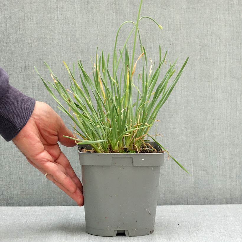 Allium senescens Lisa Blue 2L/3L pot sample as delivered in summer
