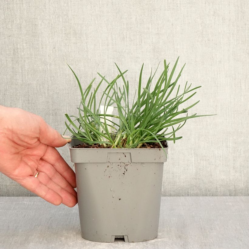 Allium senescens Lisa Blue 2L/3L pot sample as delivered in spring