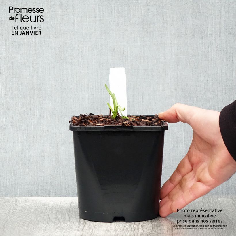 Allium senescens Lisa Green 2L/3L pot sample as delivered in winter