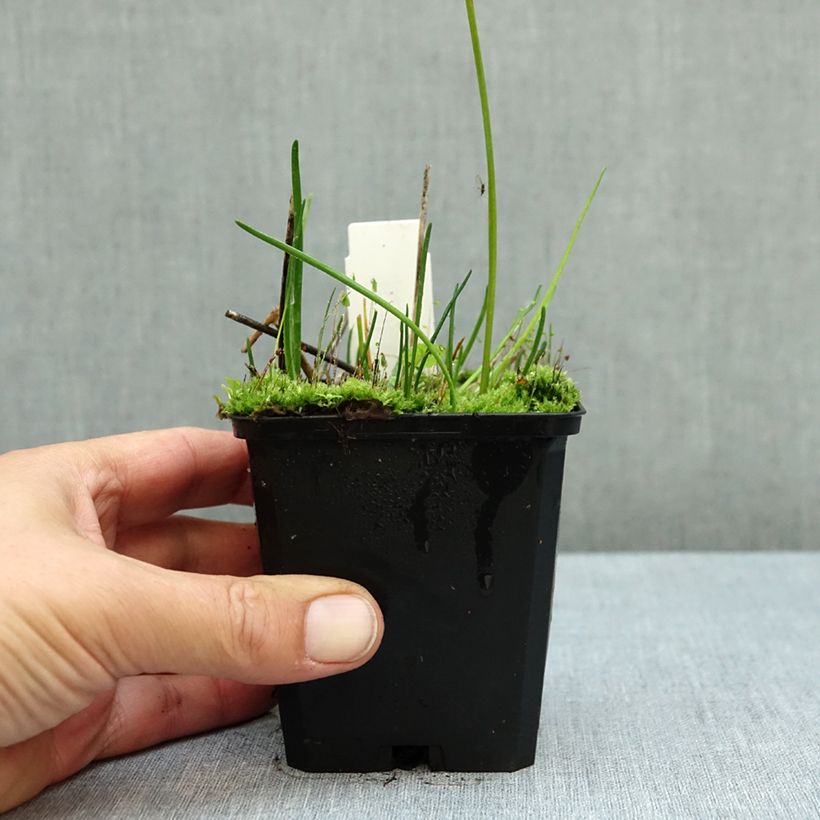 Allium senescens subsp. montanum 8/9 cm pot size I sample as delivered in autumn