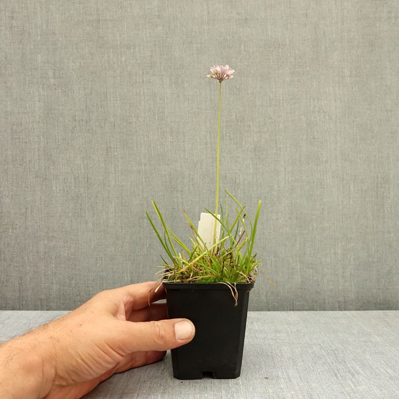 Allium senescens subsp. montanum 8/9 cm pot size I sample as delivered in summer