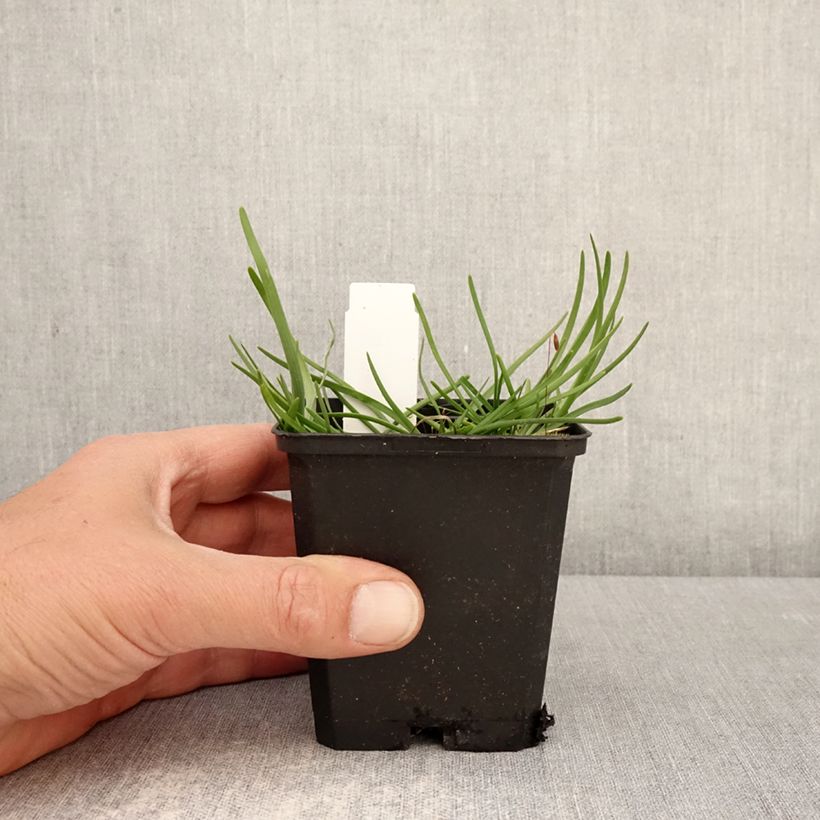 Allium senescens subsp. montanum 8/9 cm pot size I sample as delivered in spring