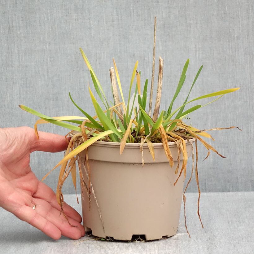 Allium cultorum Serendipity 2L/3L pot sample as delivered in autumn