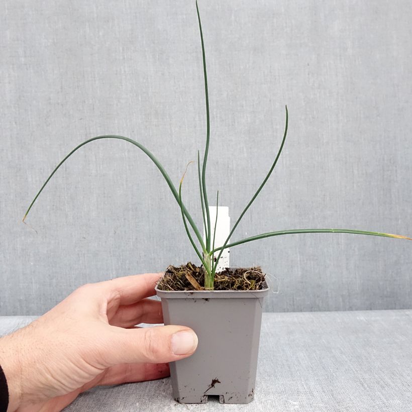 Allium sphaerocephalon 8/9 cm pot size 6+ sample as delivered in winter