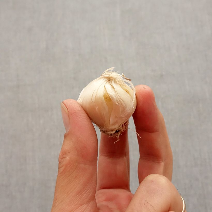 Allium stipitatum Violet Beauty Bulb size 10+ sample as delivered in autumn