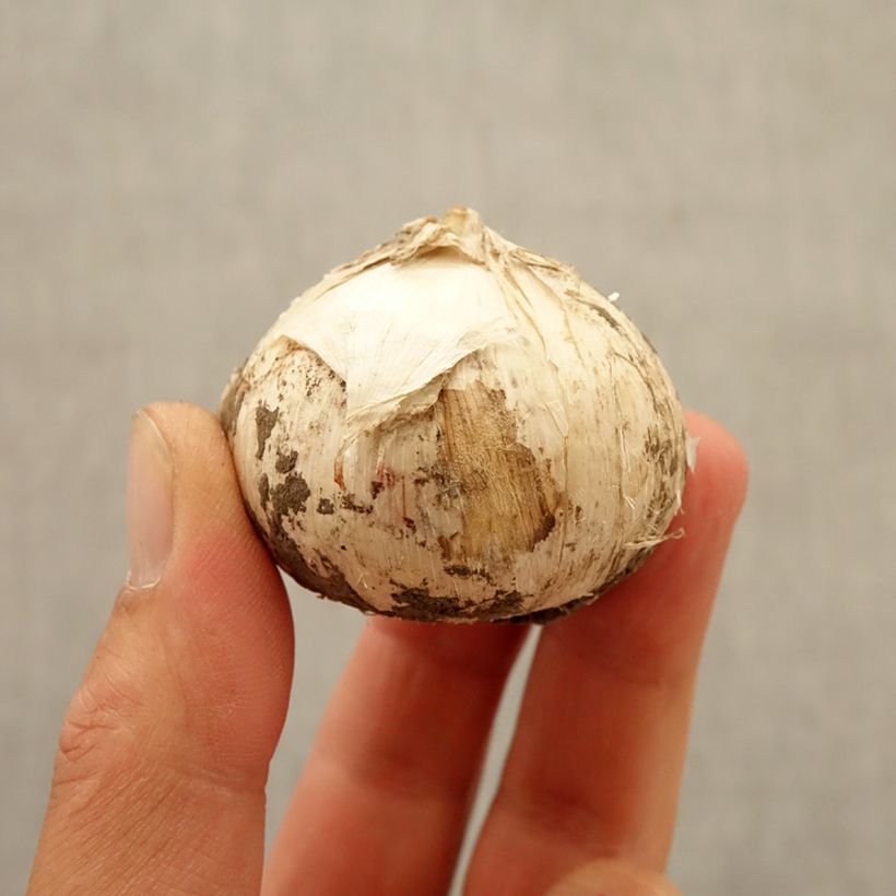 Allium Universe Bulb size 20+ sample as delivered in autumn