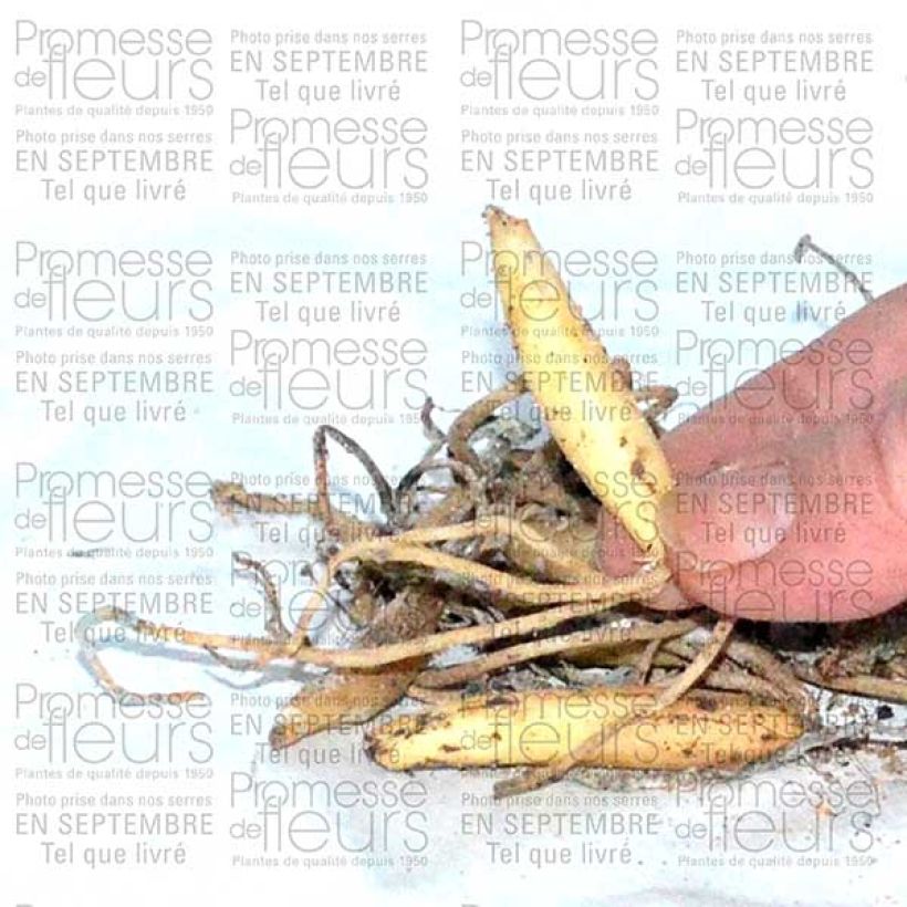 Example of Allium ursinum tubers Bulb size I specimen as delivered