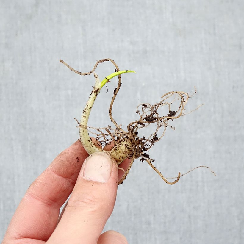 Bear's Garlic - Allium ursinum Bare root sample as delivered in winter