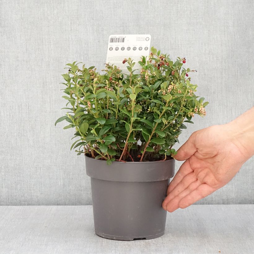 Vaccinum vitis-idaea Red Candy - Bilberry 1.5L/2L pot, Bush sample as delivered in spring