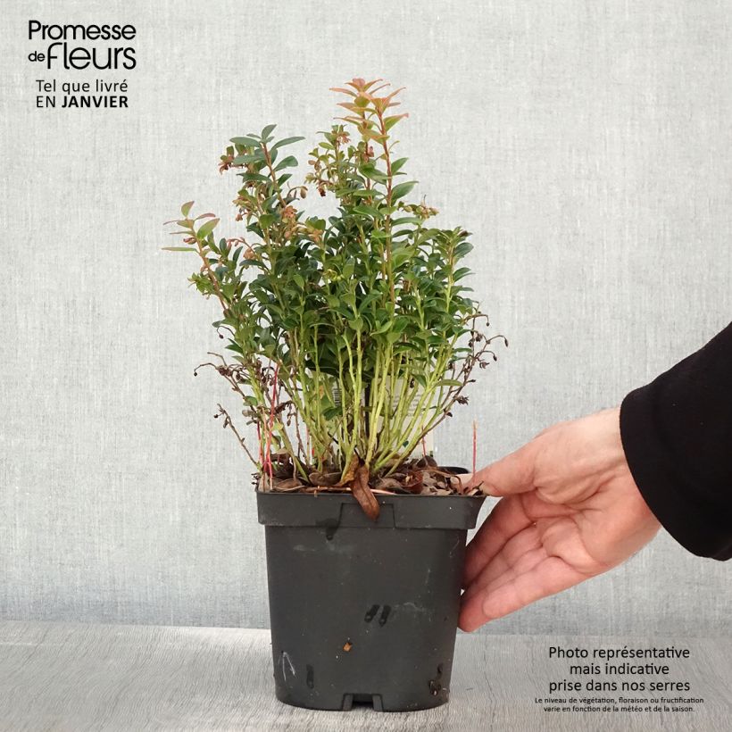 Vaccinium vitis-idaea Red Pearl - Bilberry 2L/3L pot sample as delivered in winter