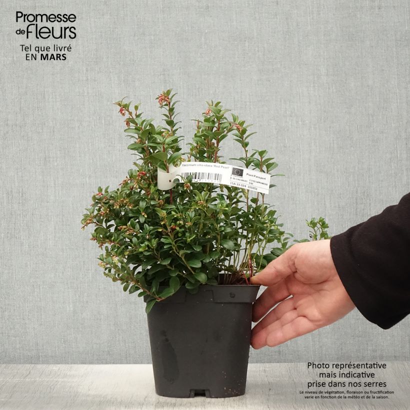 Vaccinium vitis-idaea Red Pearl - Bilberry 2L/3L pot sample as delivered in spring