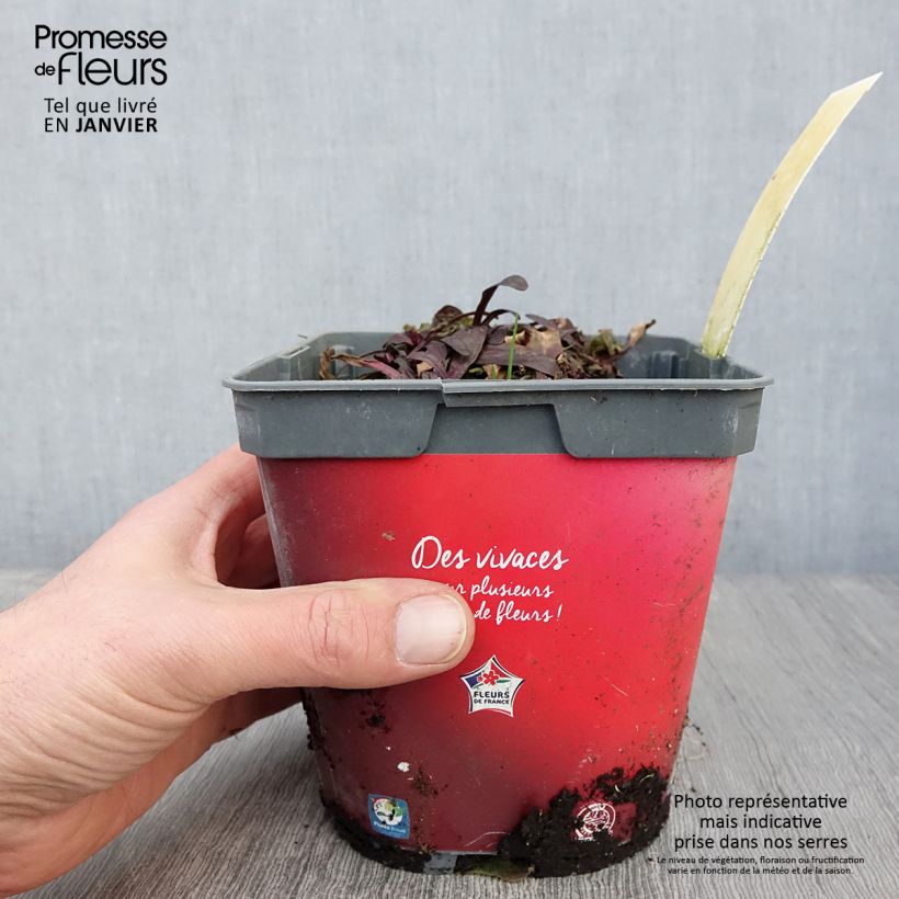 Ajuga Noble Nightingale 2L/3L pot sample as delivered in winter