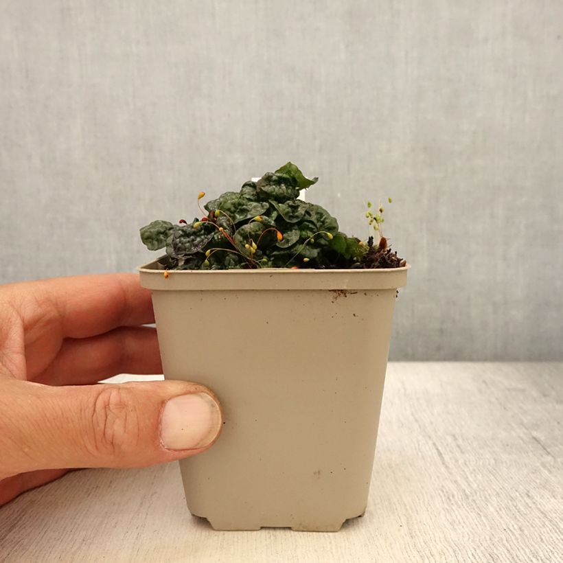 Ajuga pyramidalis Metallica Crispa - Pyramidal bugle 8/9 cm pot sample as delivered in summer