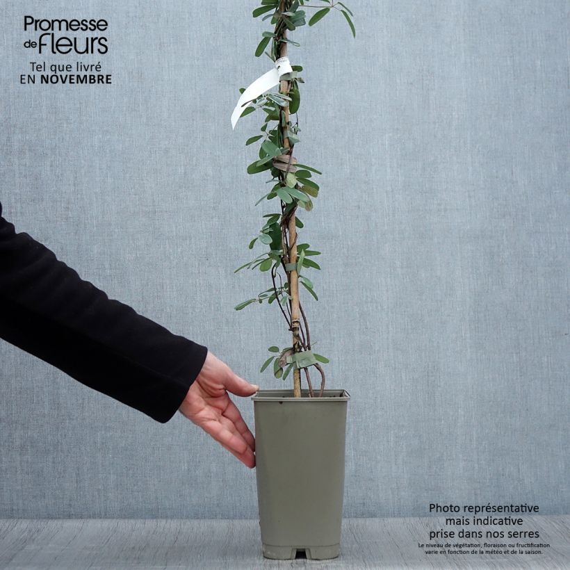 Akebia longeracemosa  2L/3L pot sample as delivered in autumn