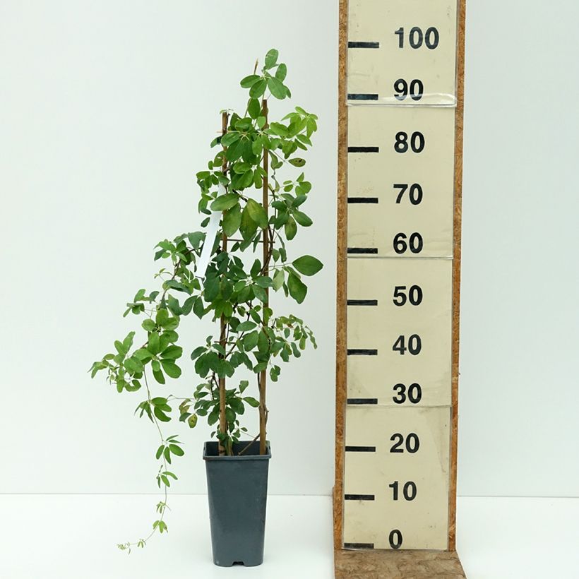 Akebia quinata Alba 3L/4L pot sample as delivered in summer