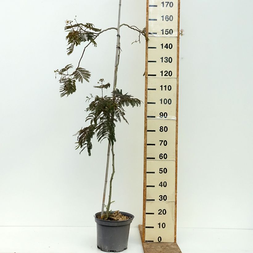 Albizia julibrissin Chocolate Fountain 7.5L/10L pot sample as delivered in summer