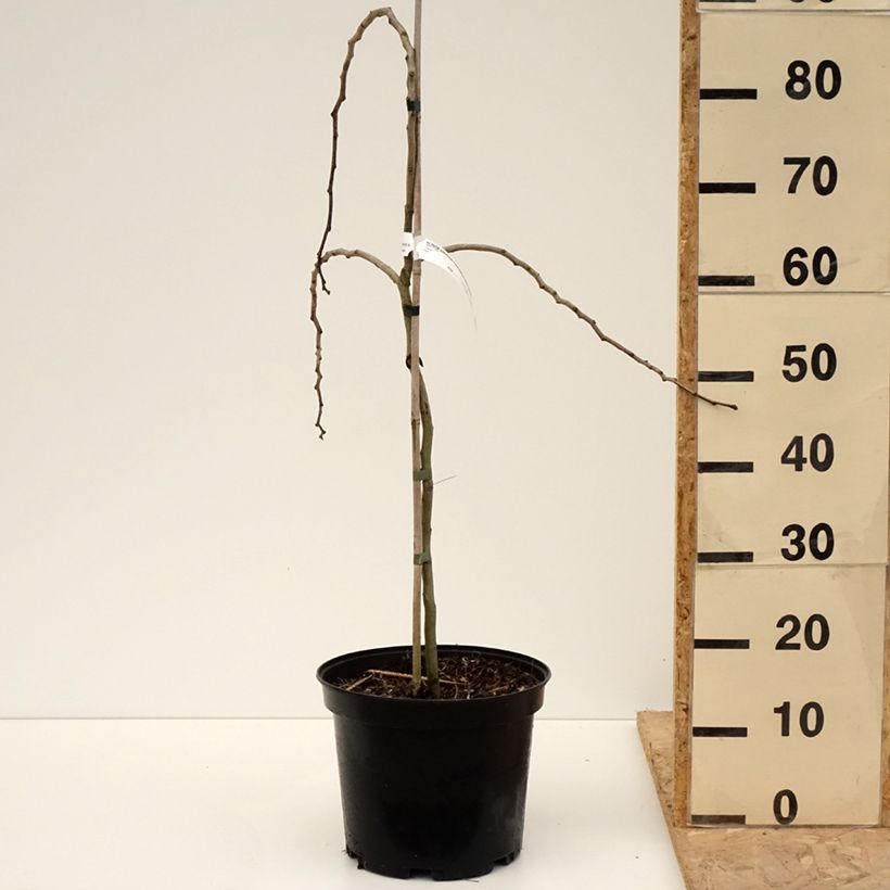 Albizia julibrissin Chocolate Fountain 7.5L/10L pot sample as delivered in spring