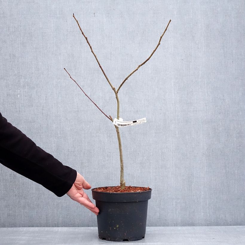 Albizia julibrissin Eveys Pride 4L/5L pot sample as delivered in winter