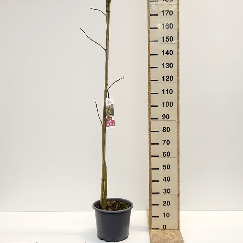 Albizia julibrissin Rouge Selection 7.5L/10L pot sample as delivered in winter